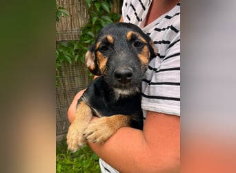 Tilli, geboren 08.02.2026, 26cm sucht ihre Chance