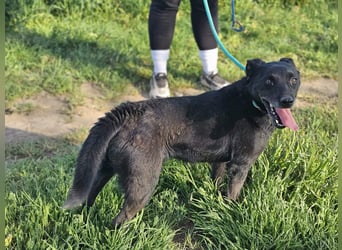 Eben, geboren 01.03.2022, 40cm sucht ihr Körbchen