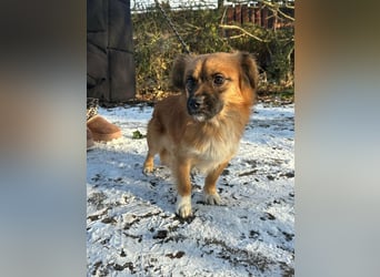 Leo, geboren 12.05.2023, 31cm sucht sein Glück