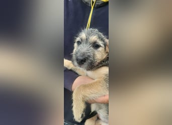 Evita, geboren 19.10.2025, 32cm sucht ihr Glück