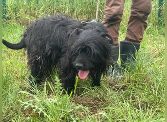 Rambo, geboren 01.03.2023, 42cm sucht sein für immer Zuhause