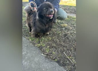 Nico, geboren 06.06.2024, 34cm sucht sein Körbchen