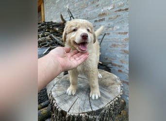 Sari, geboren 25.04.2026, 30cm sucht ihre Familie