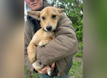 Yoda, geboren 13.01.2026, 26cm sucht sein Zuhause