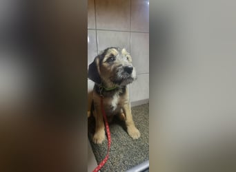 Bradley, geboren 19.10.2025, 32cm sucht sein Zuhause