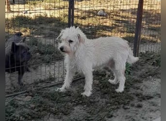 Fredi, 1,5 Jahre, 35cm sucht sein Körbchen