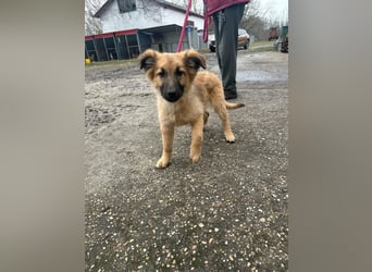 Fedra, geboren 01.11.2025, 40cm sucht ihr Menschen