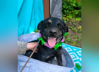 Austin, 2 Jahre sucht sein Körbchen