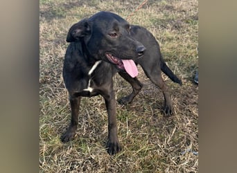 Hella, geboren 25.01.2025, 42cm sucht ihr Für-immer-Zuhause