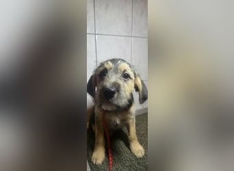 Bradley, geboren 19.10.2025, 32cm sucht sein Zuhause