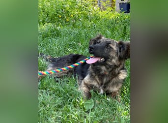 Nina, geb. 04.2025, 33cm sucht ihr Zuhause