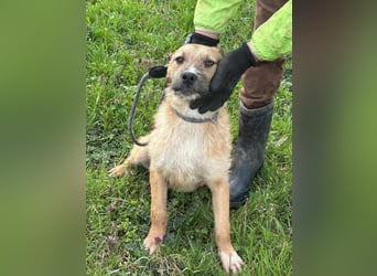 Jerry, geboren 15.07.2024, 42cm sucht sein Körbchen
