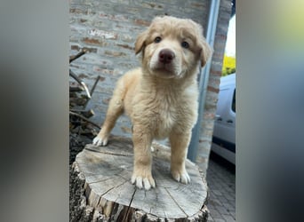 Sari, geboren 25.04.2026, 30cm sucht ihre Familie