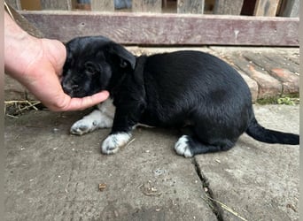 Flower, geboren 22.12.2025, 21cm sucht ihr Körbchen