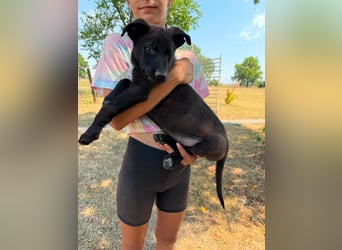 Diablo, geboren 25.05.2026, 32cm sucht seine Chance