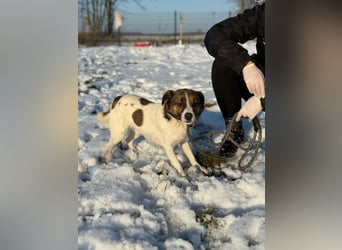 Morzsi, geboren 10.03.2023, 35cm sucht Geborgenheit