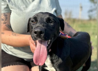 Anton, geboren 25.12.2024, 42cm sucht seine Menschen