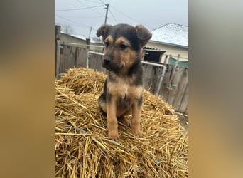 Mancs, geboren 04.10.2025, 30cm sucht leibevolles Zuhause