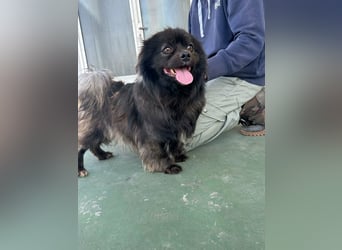 Nico, geboren 06.06.2024, 34cm sucht sein Körbchen