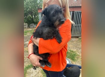 Pixie, geboren 02.11.2025, 33cm sucht ihr Zuhause