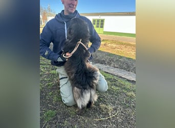 Nico, geboren 06.06.2024, 34cm sucht sein Körbchen