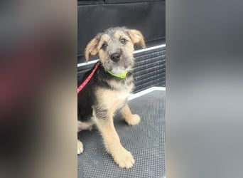 Bradley, geboren 19.10.2025, 32cm sucht sein Zuhause