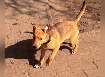 Koda, geboren 01.11.2025, 35cm sucht sein Körbchen