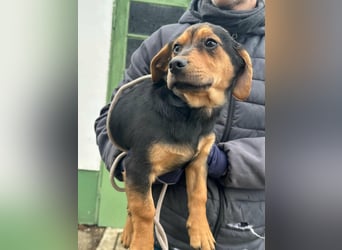 Chris, geboren 26.10.2025, 30cm sucht DICH!