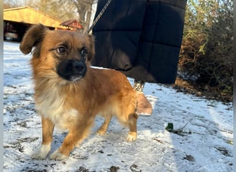 Leo, geboren 12.05.2023, 31cm sucht sein Glück