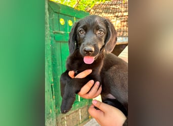 Mabel, geboren 04.05.2026, 26cm sucht ihre Menschen