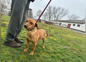 Bubu, geb. 05.2025, 35cm, sucht seine Familie