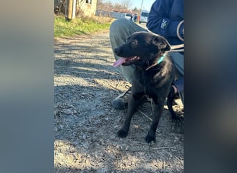 Ajna, geboren 06.2024, cm sucht ihr Zuhause