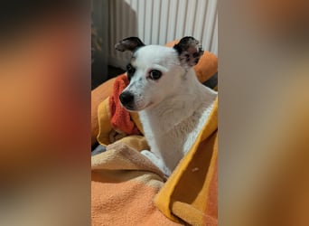 Mezi, geboren 21.05.2023, 35cm sucht ihr Körbchen (Pflegestelle Deutschland)