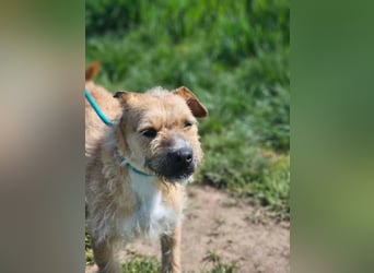 Jerry, geb. 07.2024, 42cm sucht seine Menschen zum Kuscheln