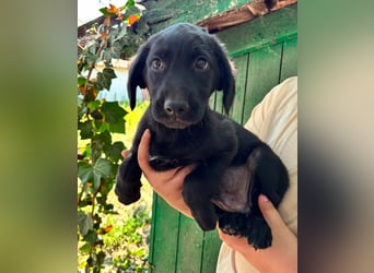 Milo, geboren 04.05.2026, 27cm sucht sein Zuhause