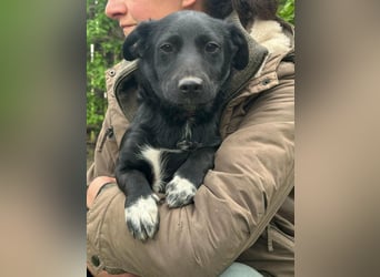 Jack, geboren 03.01.2026, 31cm sucht seine Menschen