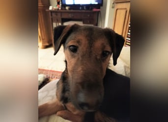 Marko, geboren 26.06.2025, 40cm sucht tierliebe Menschen (Pflegestelle Deutschland)