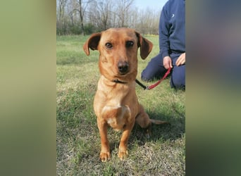 Bubu, geb. 05.2025, 35cm, sucht seine Familie