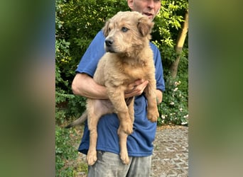 Jonathan, geboren 08.02.2026, 33cm sucht liebvolles Zuhause