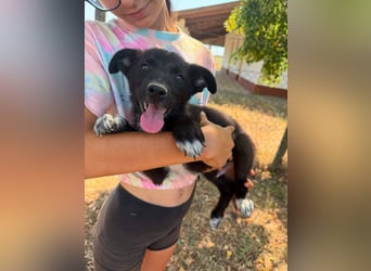 Danny, geboren 25.05.2026, 29cm sucht seine Menschen