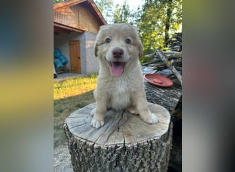 Sari, geboren 25.04.2026, 30cm sucht ihre Familie