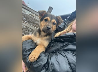 Mancs, geboren 04.10.2025, 30cm sucht leibevolles Zuhause