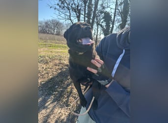 Ajna, geboren 06.2024, 39cm sucht ihr Zuhause