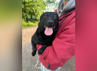Ajna, geb. 06/2024, 39 cm, sucht ihre Herzensmenschen