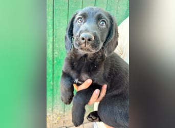 Mabel, geboren 04.05.2026, 26cm sucht ihre Menschen