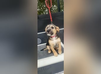 Evita, geboren 19.10.2025, 32cm sucht ihr Glück