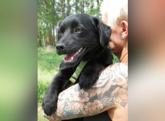Raizo, geboren 01.08.2025, 35cm sucht seine Familie