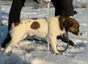 Morzsi, geboren 10.03.2023, 35cm sucht Geborgenheit