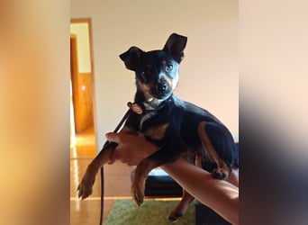 Tina, geboren 20.01.2026, 32cm sucht ihr Glück