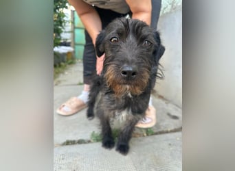 Pixie, geboren 02.11.2025, 33cm sucht ihr Zuhause